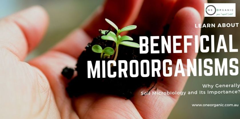 Beneficial Microbes For Plants
